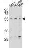 Zinc Finger Protein 117 antibody, LS-C160821, Lifespan Biosciences, Western Blot image 