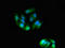 Asialoglycoprotein Receptor 2 antibody, LS-C396200, Lifespan Biosciences, Immunofluorescence image 