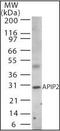APAF1 Interacting Protein antibody, orb87902, Biorbyt, Western Blot image 
