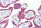 Musashi RNA Binding Protein 2 antibody, MBS243633, MyBioSource, Immunohistochemistry frozen image 
