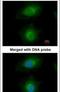 Mevalonate Diphosphate Decarboxylase antibody, PA5-22164, Invitrogen Antibodies, Immunofluorescence image 