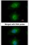 MPD antibody, PA5-22164, Invitrogen Antibodies, Immunofluorescence image 