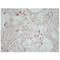 CD163 antibody, BM4041, Novus Biologicals, Immunohistochemistry paraffin image 