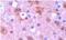 Tyrosine 3-Monooxygenase/Tryptophan 5-Monooxygenase Activation Protein Beta antibody, ab15260, Abcam, Immunohistochemistry paraffin image 