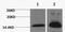 Histone Cluster 4 H4 antibody, A68340-100, Epigentek, Western Blot image 