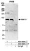 Ring Finger Protein 31 antibody, A303-560A, Bethyl Labs, Immunoprecipitation image 