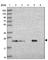 Secretion Associated Ras Related GTPase 1B antibody, HPA048368, Atlas Antibodies, Western Blot image 