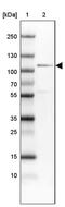 Cell Division Cycle 5 Like antibody, PA5-52276, Invitrogen Antibodies, Western Blot image 