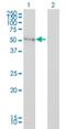 BAI1 Associated Protein 2 antibody, H00010458-M01, Novus Biologicals, Western Blot image 