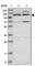Kinesin Family Member 4A antibody, HPA034746, Atlas Antibodies, Western Blot image 