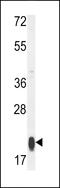 Mitochondrial Ribosomal Protein S25 antibody, 64-146, ProSci, Western Blot image 