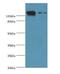 Cell Division Cycle And Apoptosis Regulator 1 antibody, LS-C378111, Lifespan Biosciences, Western Blot image 