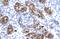 Zinc Finger Homeobox 2 antibody, NBP1-79998, Novus Biologicals, Immunohistochemistry frozen image 