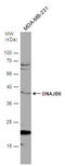 DnaJ homolog subfamily B member 6 antibody, GTX101946, GeneTex, Western Blot image 