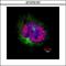 Centromere Protein F antibody, GTX70137, GeneTex, Immunocytochemistry image 