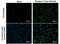 Dengue virus antibody, GTX124246, GeneTex, Immunocytochemistry image 