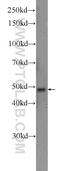 Secernin 1 antibody, 14303-1-AP, Proteintech Group, Western Blot image 