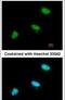 Cell Division Cycle 34 antibody, PA5-28173, Invitrogen Antibodies, Immunofluorescence image 