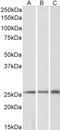 Cysteine And Glycine Rich Protein 2 antibody, LS-B4459, Lifespan Biosciences, Western Blot image 