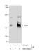 Ubiquitin Specific Peptidase 7 antibody, NBP2-43619, Novus Biologicals, Western Blot image 