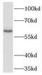 T-Box 21 antibody, FNab08538, FineTest, Western Blot image 