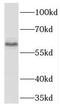 T-box transcription factor TBX21 antibody, FNab08538, FineTest, Western Blot image 