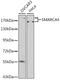 SWI/SNF Related, Matrix Associated, Actin Dependent Regulator Of Chromatin, Subfamily A, Member 4 antibody, GTX35204, GeneTex, Western Blot image 