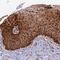 TDP-Glucose 4,6-Dehydratase antibody, PA5-58991, Invitrogen Antibodies, Immunohistochemistry paraffin image 