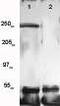 Kinase Insert Domain Receptor antibody, TA354659, Origene, Western Blot image 