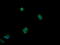 Mitogen-Activated Protein Kinase 13 antibody, LS-C174516, Lifespan Biosciences, Immunofluorescence image 