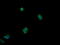 p38 MAPK antibody, LS-C174516, Lifespan Biosciences, Immunofluorescence image 