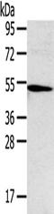 TNF Receptor Superfamily Member 4 antibody, orb525235, Biorbyt, Western Blot image 