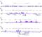 Histone H2B antibody, PA5-40100, Invitrogen Antibodies, Chromatin Immunoprecipitation image 