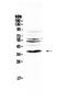 Interleukin 12B antibody, PA5-79463, Invitrogen Antibodies, Western Blot image 