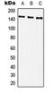 1-phosphatidylinositol-4,5-bisphosphate phosphodiesterase gamma-2 antibody, orb215503, Biorbyt, Western Blot image 