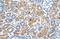 Solute Carrier Family 38 Member 1 antibody, NBP1-59649, Novus Biologicals, Immunohistochemistry paraffin image 