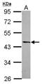 Developmentally Regulated GTP Binding Protein 2 antibody, NBP2-16227, Novus Biologicals, Western Blot image 