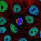 Small Integral Membrane Protein 5 antibody, NBP2-49650, Novus Biologicals, Immunocytochemistry image 