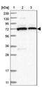 Phosphodiesterase 11A antibody, NBP1-85919, Novus Biologicals, Western Blot image 