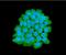 Myosin Light Chain 2 antibody, NBP1-30249, Novus Biologicals, Immunocytochemistry image 