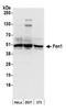 Flap Structure-Specific Endonuclease 1 antibody, A300-255A, Bethyl Labs, Western Blot image 
