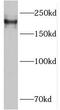 Plexin B1 antibody, FNab06566, FineTest, Western Blot image 