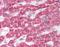 Glutamate-Cysteine Ligase Catalytic Subunit antibody, orb88126, Biorbyt, Immunohistochemistry paraffin image 