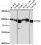 Glycogen Phosphorylase B antibody, 22-192, ProSci, Immunofluorescence image 