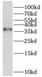 SRY-Box 12 antibody, FNab08121, FineTest, Western Blot image 