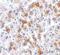 SCO Cytochrome C Oxidase Assembly Protein 2 antibody, NBP1-77274, Novus Biologicals, Immunohistochemistry frozen image 