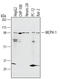 Microcephalin 1 antibody, AF3998, R&D Systems, Western Blot image 