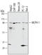 Microcephalin antibody, AF3998, R&D Systems, Western Blot image 