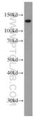 BMP/Retinoic Acid Inducible Neural Specific 1 antibody, 22638-1-AP, Proteintech Group, Western Blot image 