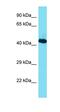 RNA Binding Motif Protein X-Linked antibody, orb331149, Biorbyt, Western Blot image 